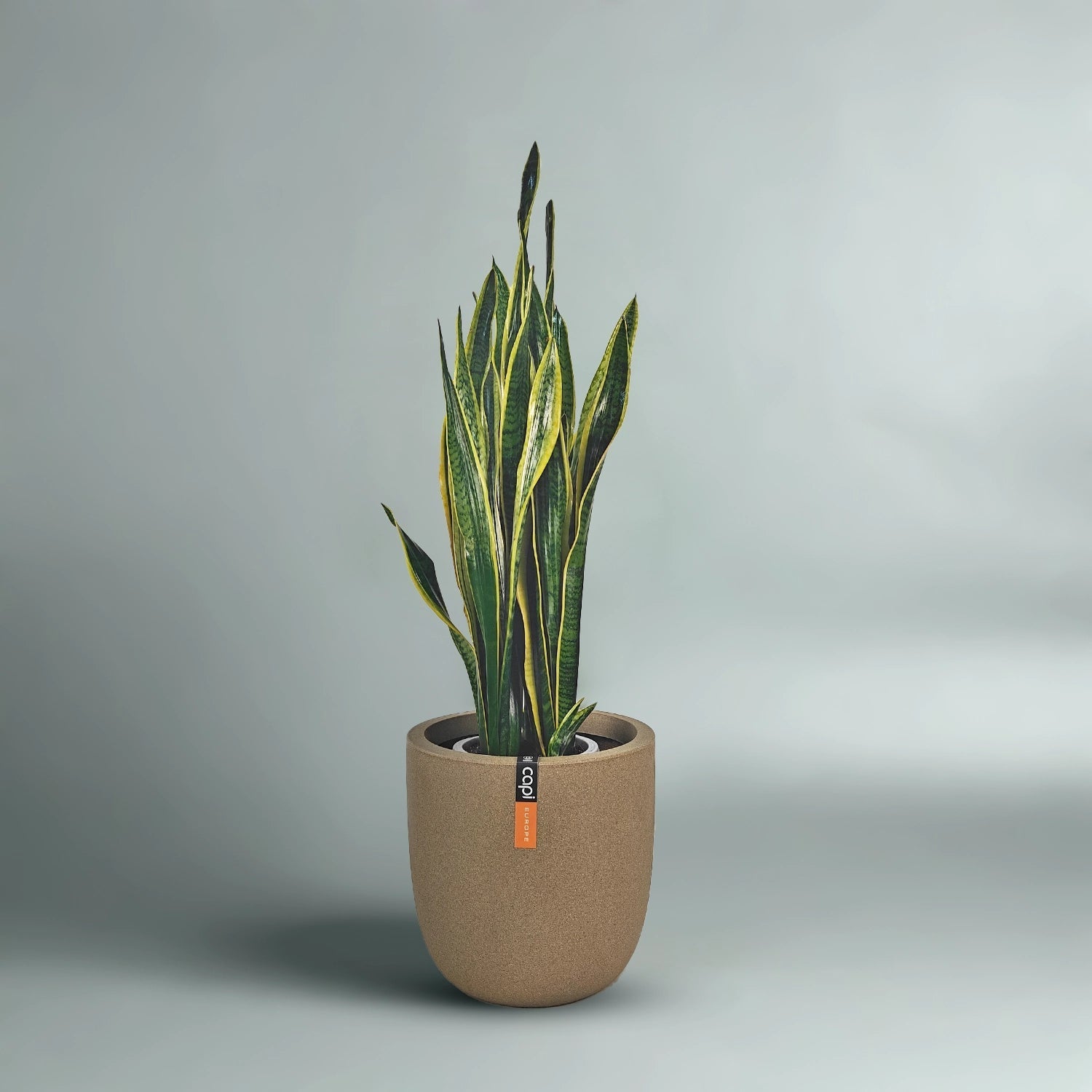 Snake Plant (Dracaena trifasciata) | Floor Plant, 90–100 cm - Acacia Garden Center