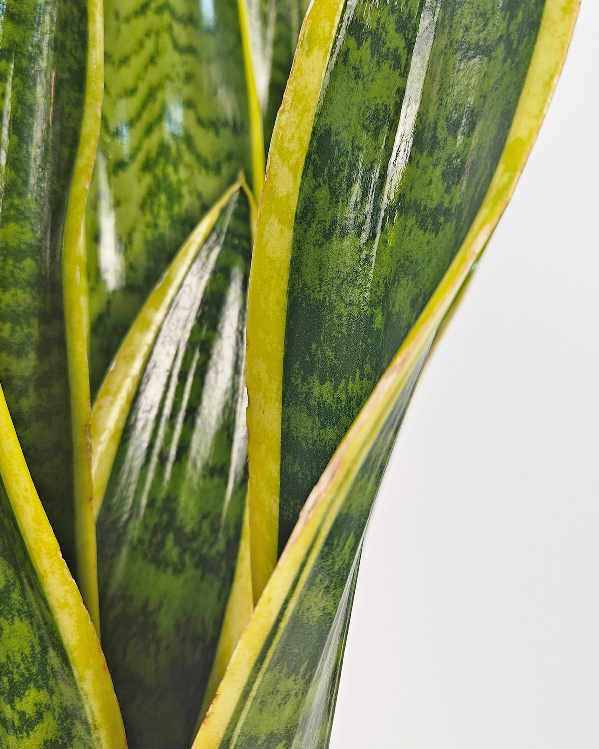 Snake Plant (Dracaena trifasciata) | Floor Plant, 90–100 cm - Acacia Garden Center