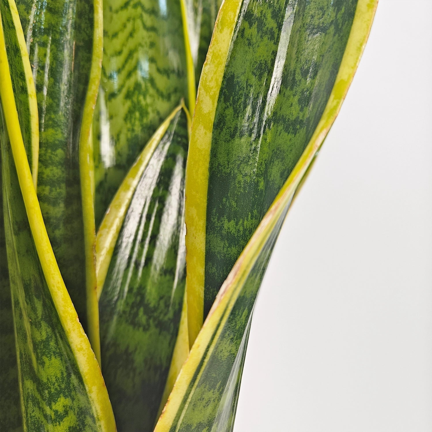 Snake Plant (Dracaena trifasciata) | Floor Plant, 90–100 cm - Acacia Garden Center