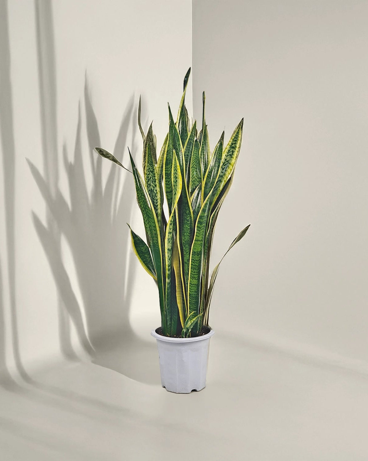 Snake Plant (Dracaena trifasciata) | Floor Plant, 90–100 cm - Acacia Garden Center