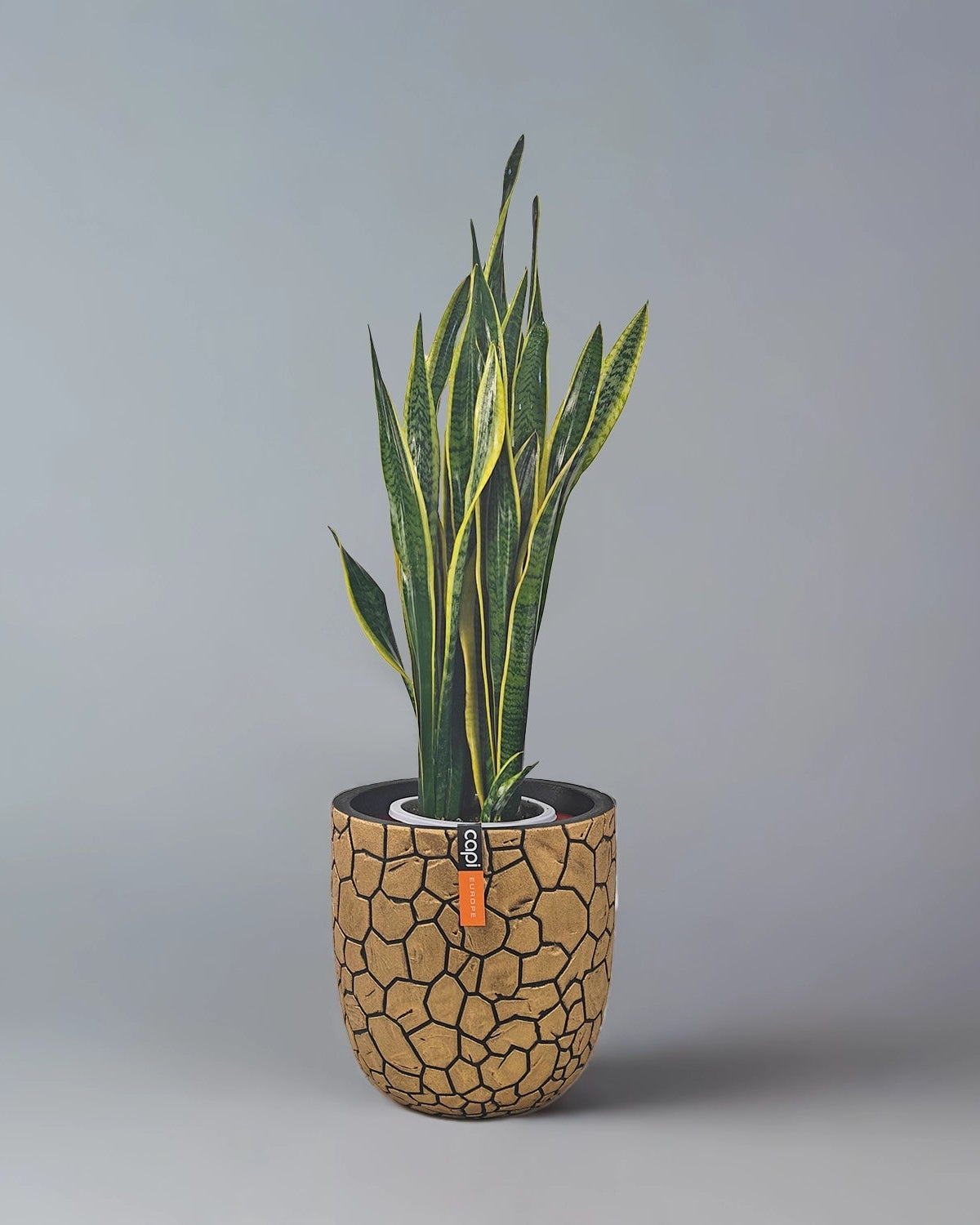Snake Plant (Dracaena trifasciata) | Floor Plant, 90–100 cm - Acacia Garden Center