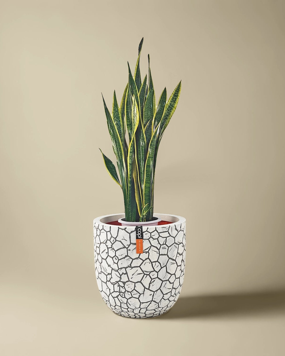 Snake Plant (Dracaena trifasciata) | Floor Plant, 90–100 cm - Acacia Garden Center