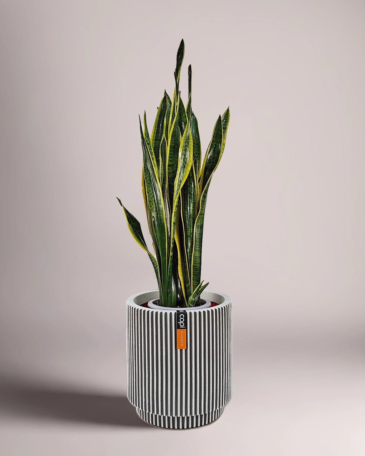 Snake Plant (Dracaena trifasciata) | Floor Plant, 90–100 cm - Acacia Garden Center