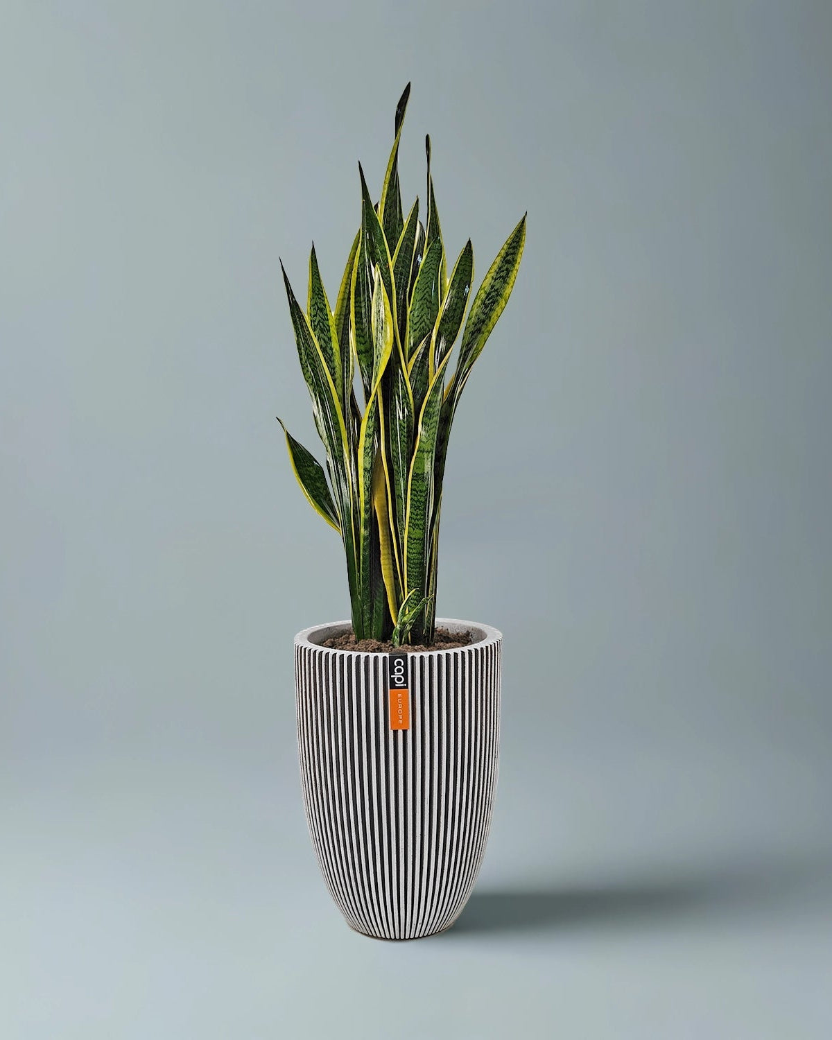 Snake Plant (Dracaena trifasciata) | Floor Plant, 90–100 cm - Acacia Garden Center