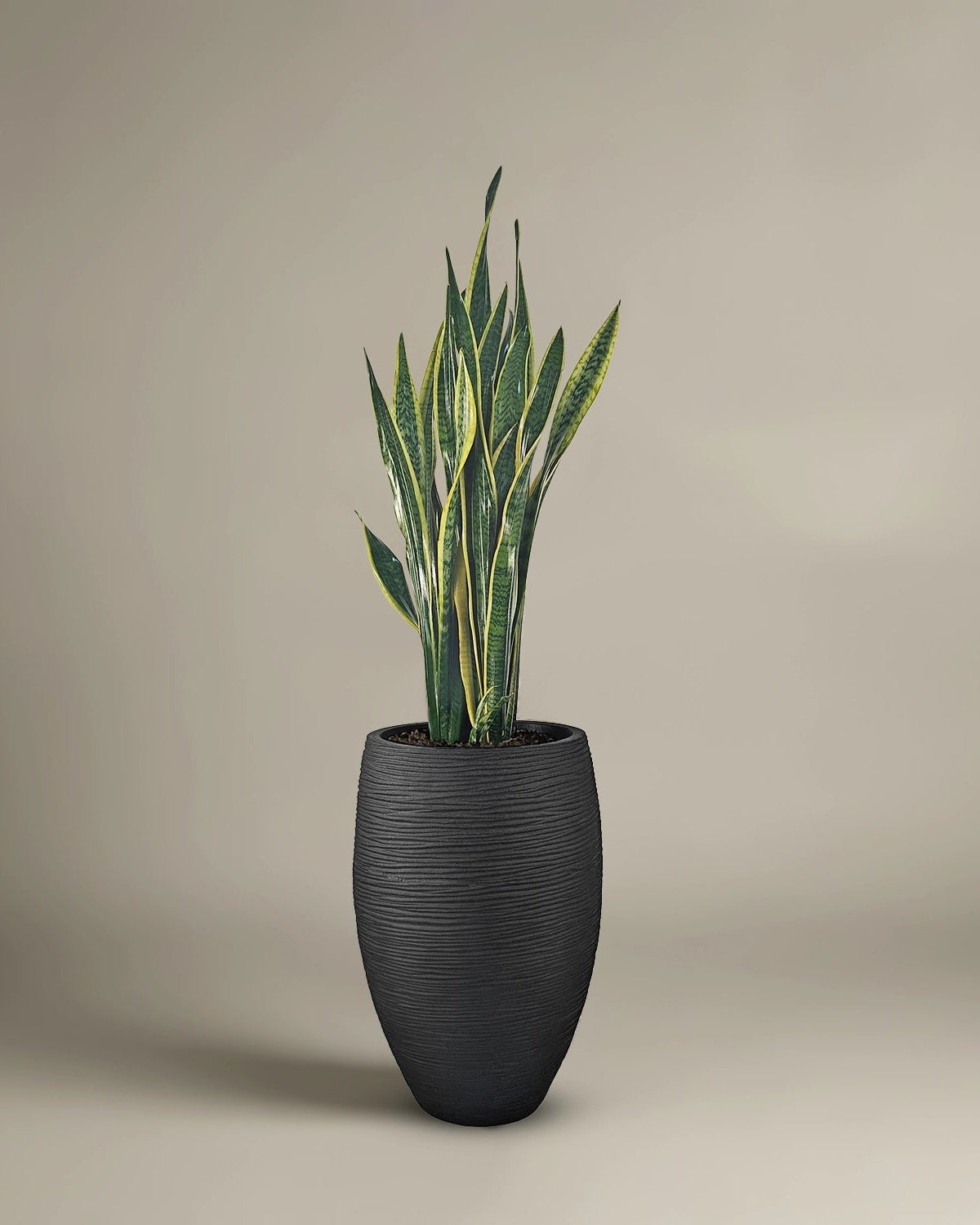 Snake Plant (Dracaena trifasciata) | Floor Plant, 90–100 cm - Acacia Garden Center