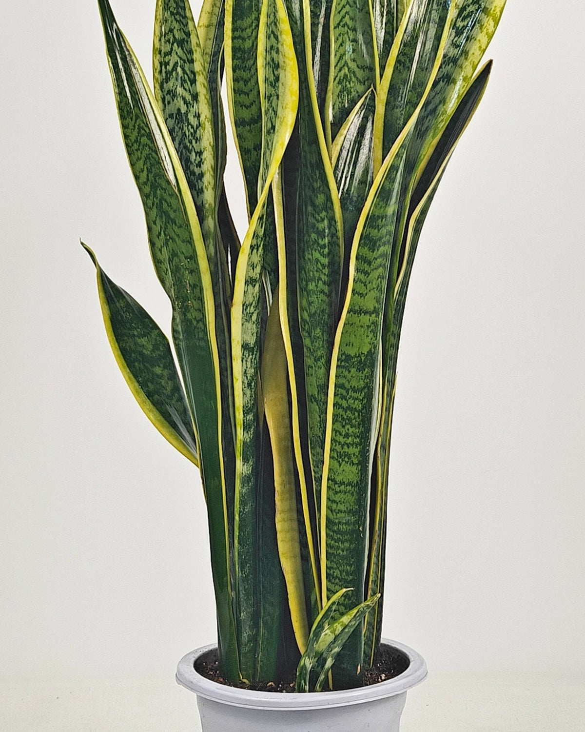 Snake Plant (Dracaena trifasciata) | Floor Plant, 90–100 cm - Acacia Garden Center