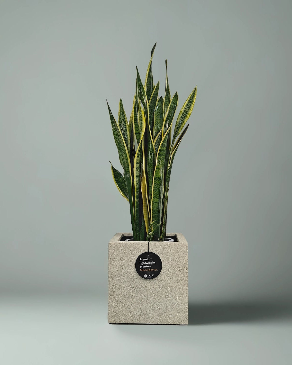 Snake Plant (Dracaena trifasciata) | Floor Plant, 90–100 cm - Acacia Garden Center