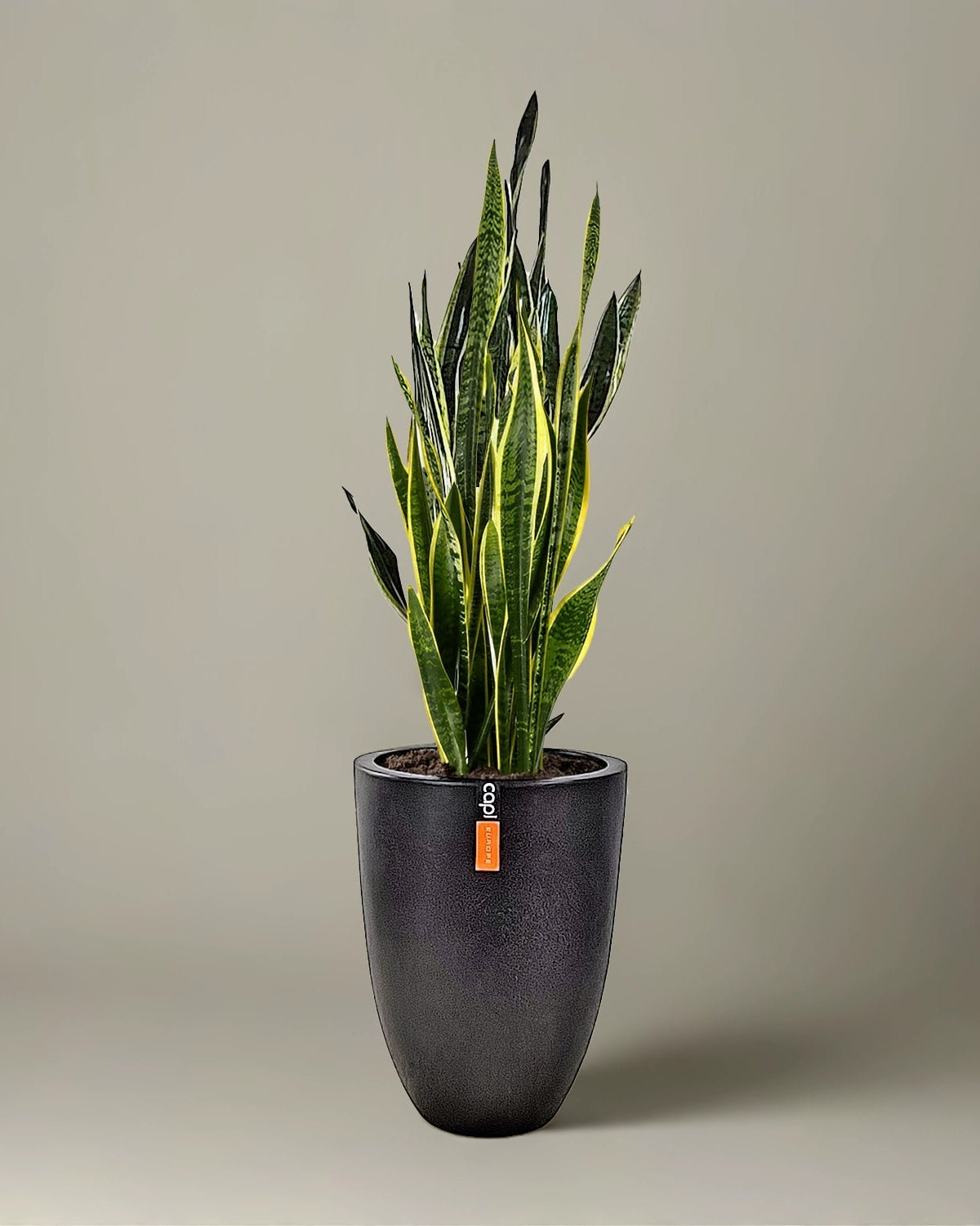Snake Plant (Dracaena trifasciata) | Floor Plant, 90–100 cm - Acacia Garden Center