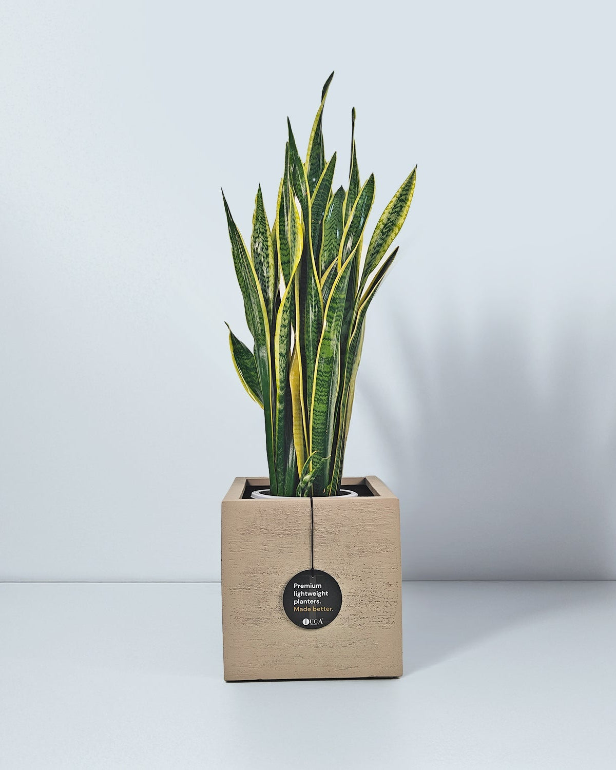Snake Plant (Dracaena trifasciata) | Floor Plant, 90–100 cm - Acacia Garden Center