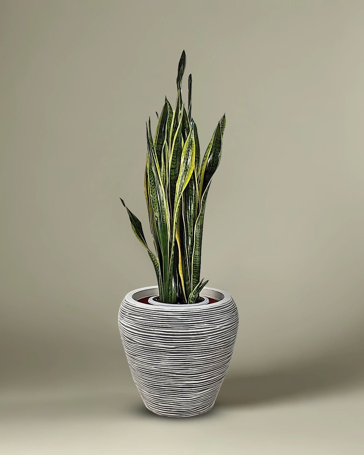 Snake Plant (Dracaena trifasciata) | Floor Plant, 90–100 cm - Acacia Garden Center