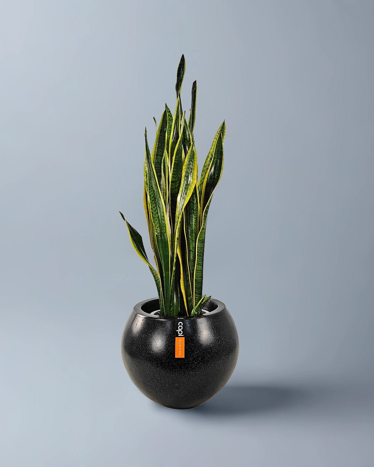 Snake Plant (Dracaena trifasciata) | Floor Plant, 90–100 cm - Acacia Garden Center