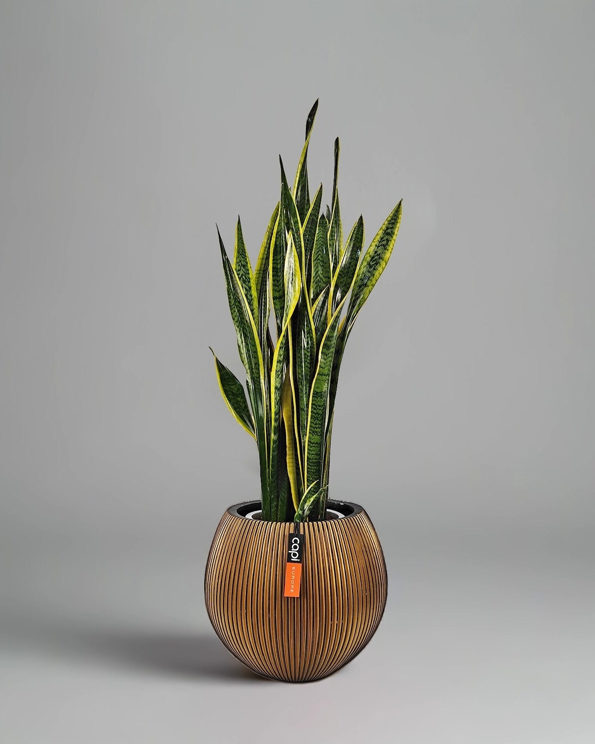 Snake Plant (Dracaena trifasciata) | Floor Plant, 90–100 cm - Acacia Garden Center