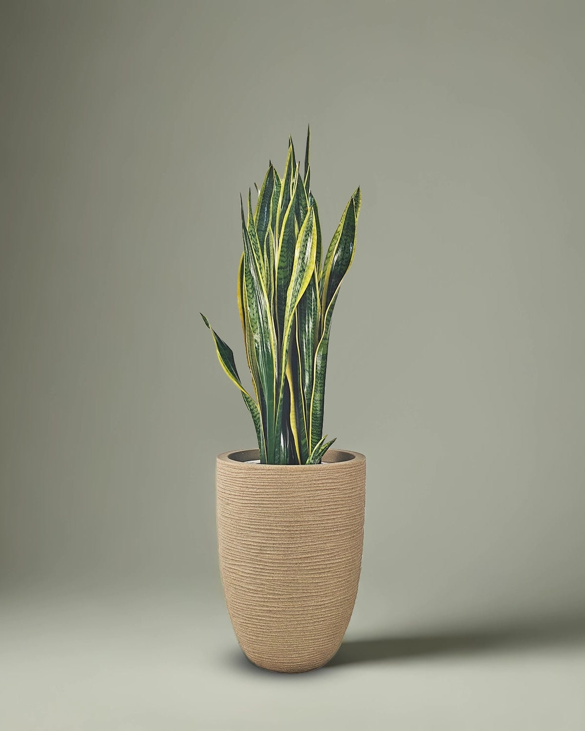 Snake Plant (Dracaena trifasciata) | Floor Plant, 90–100 cm - Acacia Garden Center