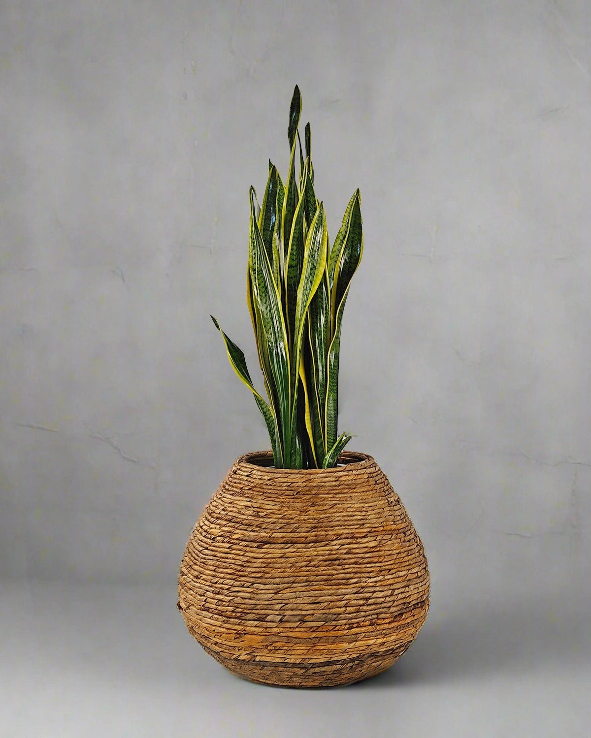 Snake Plant (Dracaena trifasciata) | Floor Plant, 90–100 cm - Acacia Garden Center