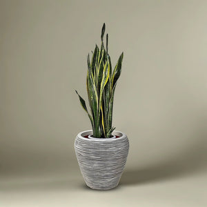 Snake Plant (Dracaena Trifasciata | Mother's in law tongue) | 60 - 70 cm - Acacia Garden Center