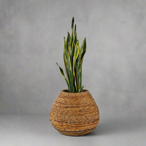 Snake Plant (Dracaena Trifasciata | Mother's in law tongue) | 60 - 70 cm - Acacia Garden Center