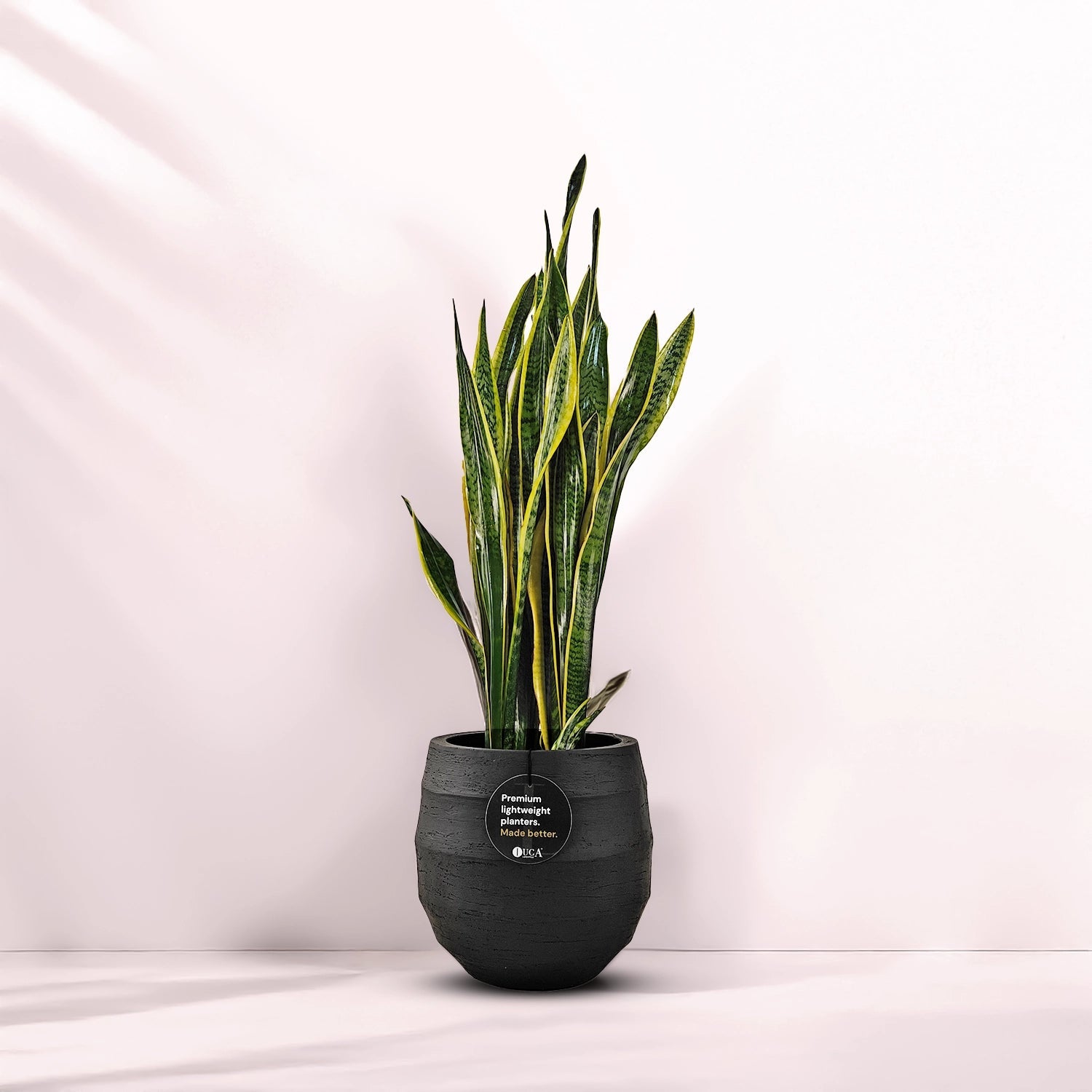 Snake Plant (Dracaena Trifasciata | Mother's in law tongue) | 60 - 70 cm - Acacia Garden Center