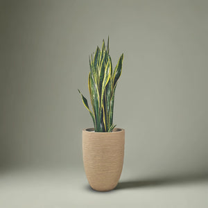 Snake Plant (Dracaena Trifasciata | Mother's in law tongue) | 60 - 70 cm - Acacia Garden Center