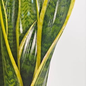 Snake Plant (Dracaena Trifasciata | Mother's in law tongue) | 60 - 70 cm - Acacia Garden Center