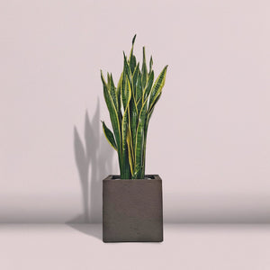 Snake Plant (Dracaena Trifasciata | Mother's in law tongue) | 60 - 70 cm - Acacia Garden Center