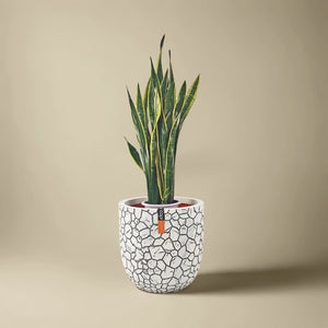Snake Plant (Dracaena Trifasciata | Mother's in law tongue) | 60 - 70 cm - Acacia Garden Center