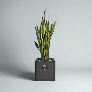 Snake Plant (Dracaena Trifasciata | Mother's in law tongue) | 60 - 70 cm - Acacia Garden Center