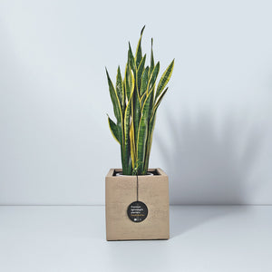 Snake Plant (Dracaena Trifasciata | Mother's in law tongue) | 60 - 70 cm - Acacia Garden Center