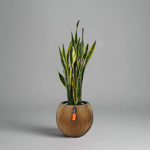 Snake Plant (Dracaena Trifasciata | Mother's in law tongue) | 60 - 70 cm - Acacia Garden Center