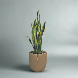 Snake Plant (Dracaena Trifasciata | Mother's in law tongue) | 60 - 70 cm - Acacia Garden Center
