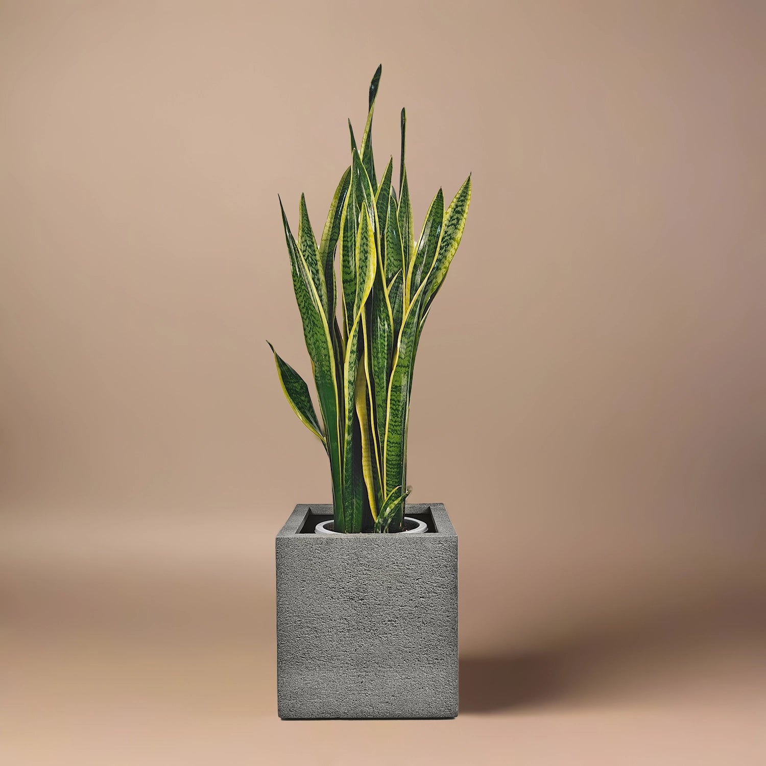 Snake Plant (Dracaena Trifasciata | Mother's in law tongue) | 60 - 70 cm - Acacia Garden Center