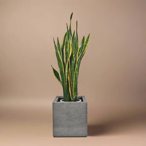 Snake Plant (Dracaena Trifasciata | Mother's in law tongue) | 60 - 70 cm - Acacia Garden Center
