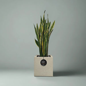 Snake Plant (Dracaena Trifasciata | Mother's in law tongue) | 60 - 70 cm - Acacia Garden Center