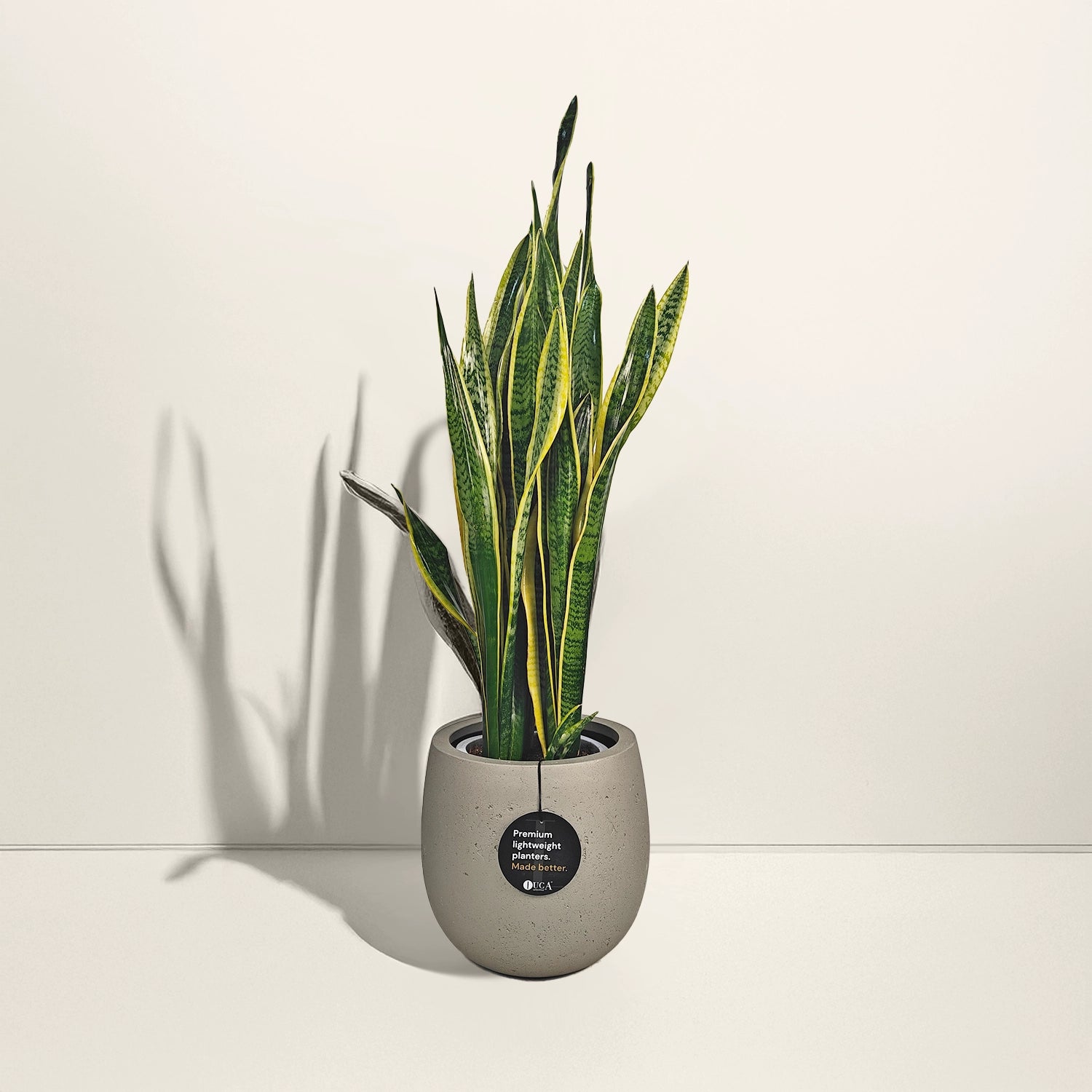Snake Plant (Dracaena Trifasciata | Mother's in law tongue) | 60 - 70 cm - Acacia Garden Center
