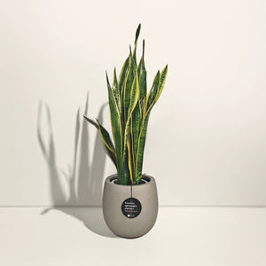 Snake Plant (Dracaena Trifasciata | Mother's in law tongue) | 60 - 70 cm - Acacia Garden Center