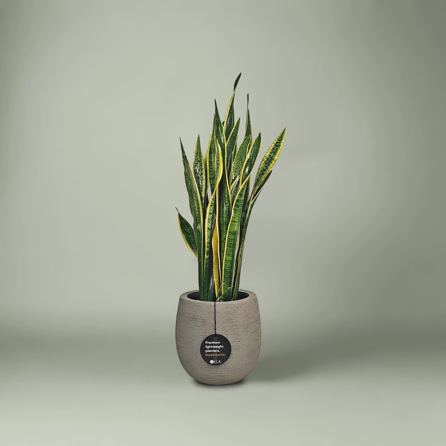 Snake Plant (Dracaena Trifasciata | Mother's in law tongue) | 60 - 70 cm - Acacia Garden Center