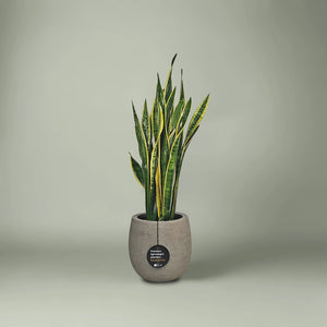 Snake Plant (Dracaena Trifasciata | Mother's in law tongue) | 60 - 70 cm - Acacia Garden Center