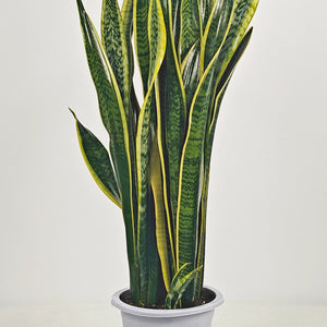 Snake Plant (Dracaena Trifasciata | Mother's in law tongue) | 60 - 70 cm - Acacia Garden Center