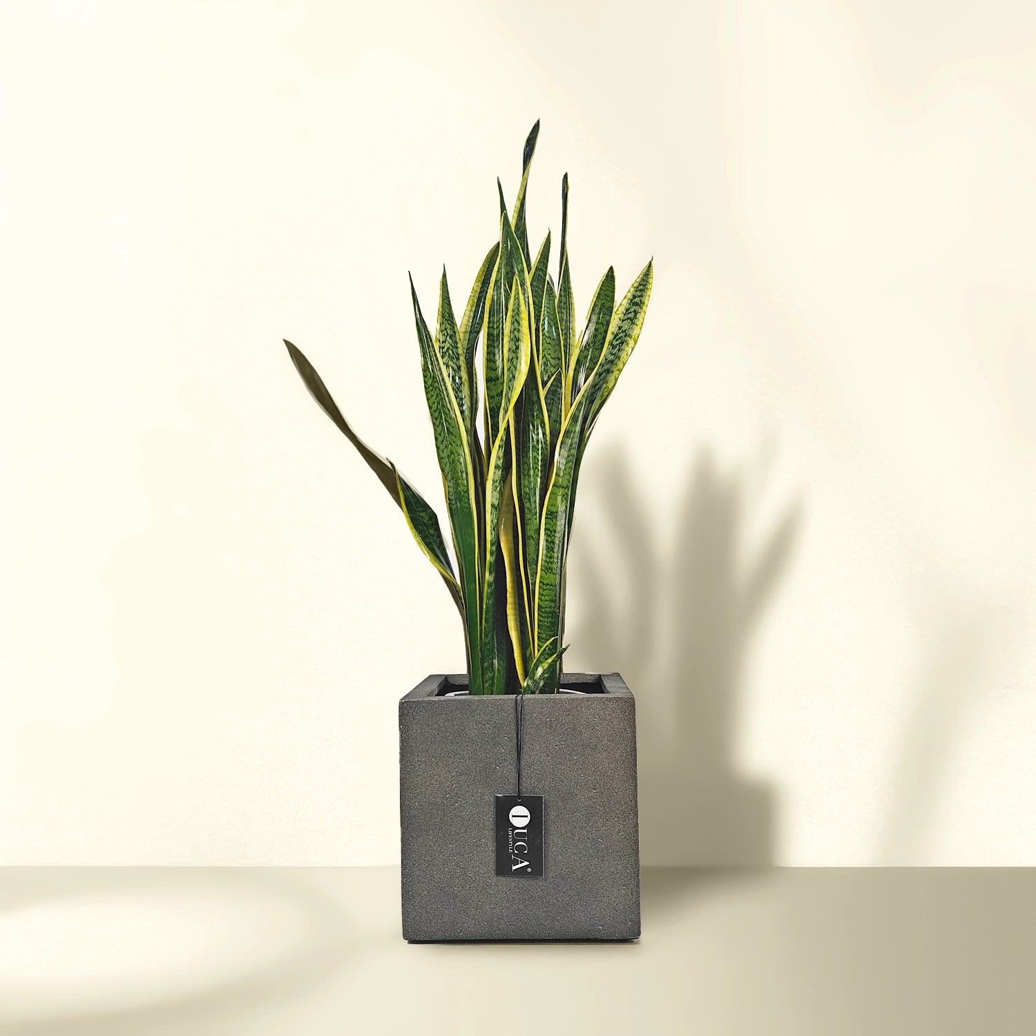 Snake Plant (Dracaena Trifasciata | Mother's in law tongue) | 60 - 70 cm - Acacia Garden Center