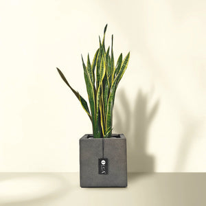 Snake Plant (Dracaena Trifasciata | Mother's in law tongue) | 60 - 70 cm - Acacia Garden Center