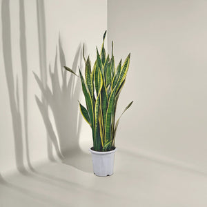 Snake Plant (Dracaena Trifasciata | Mother's in law tongue) - Acacia Garden Center