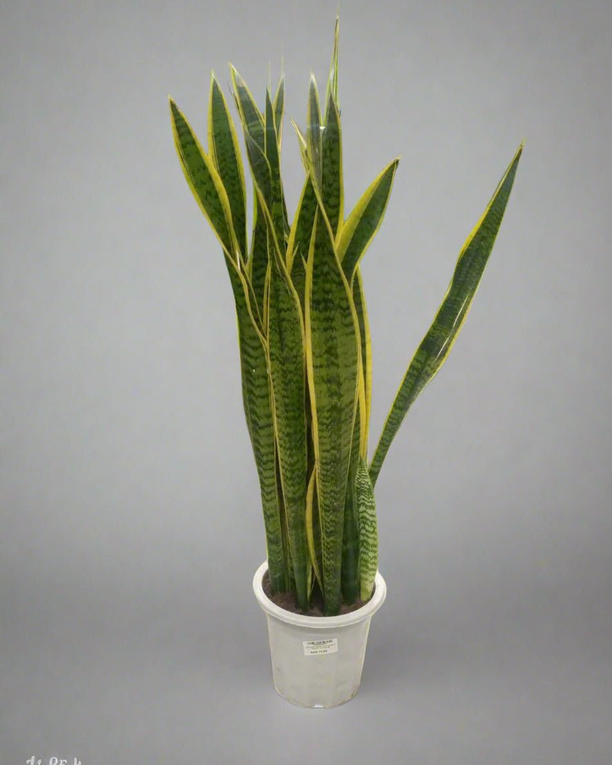 Snake Plant (Dracaena Trifasciata | Mother's in law tongue) - Acacia Garden Center