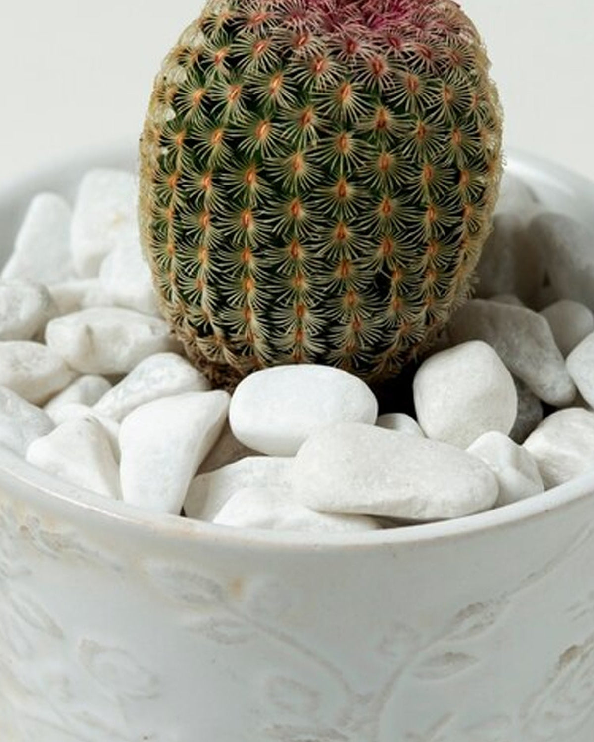 Snow White Pebbles - Acacia Garden Center