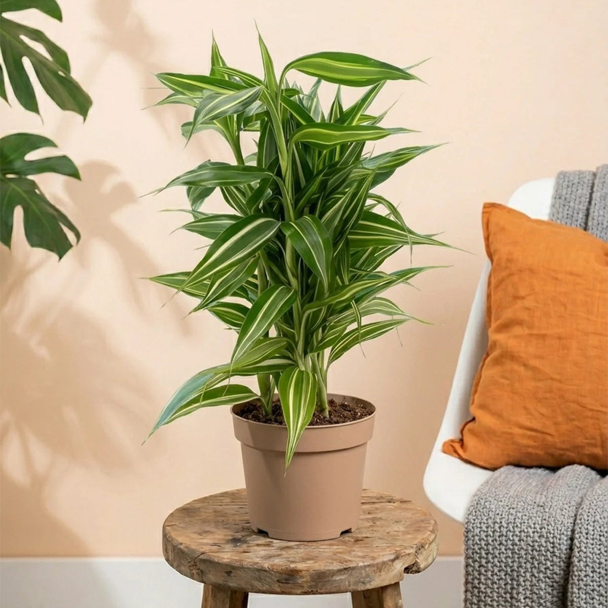 dracaena pleomele song of jamaica Song of Jamaica (Dracaena reflexa)