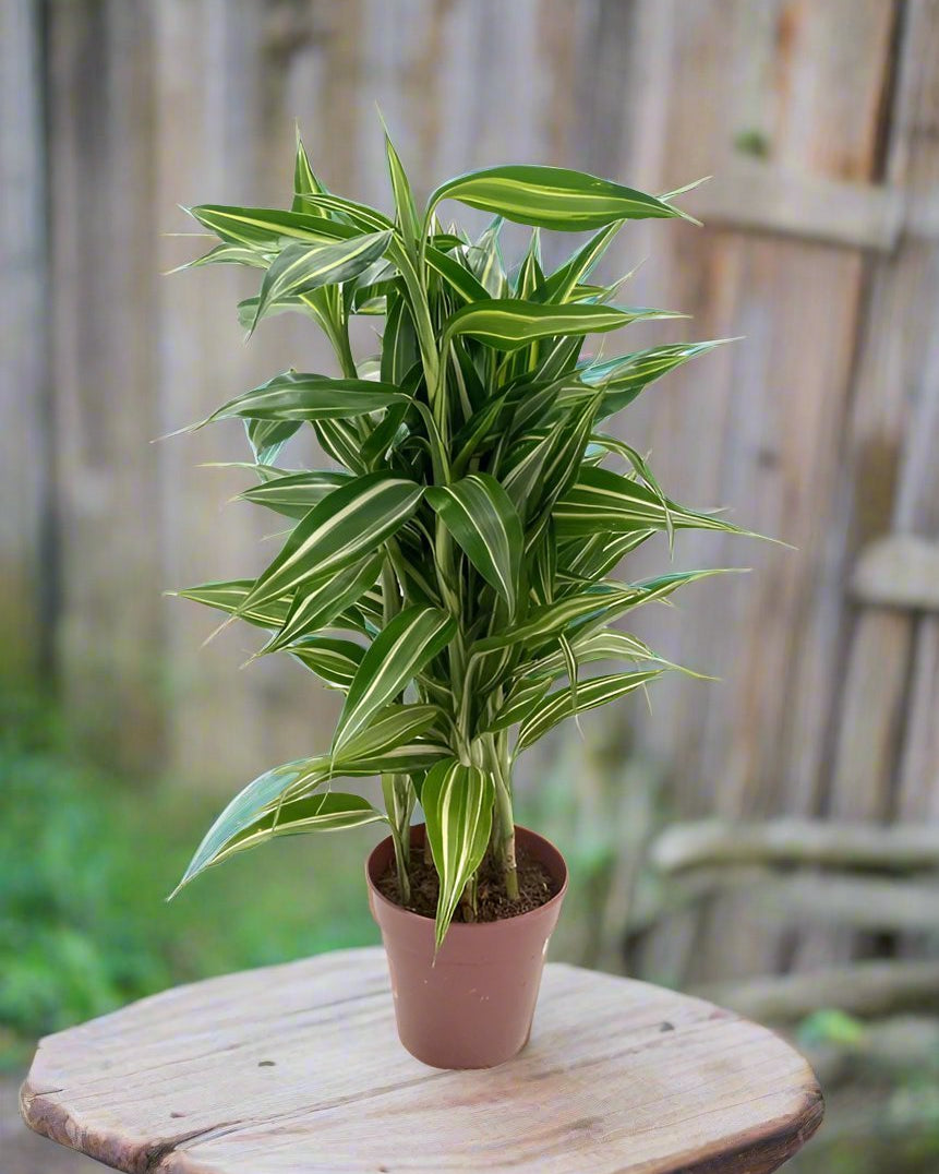 Song of Jamaica (Dracaena reflexa) | 30–40 cm - Acacia Garden Center