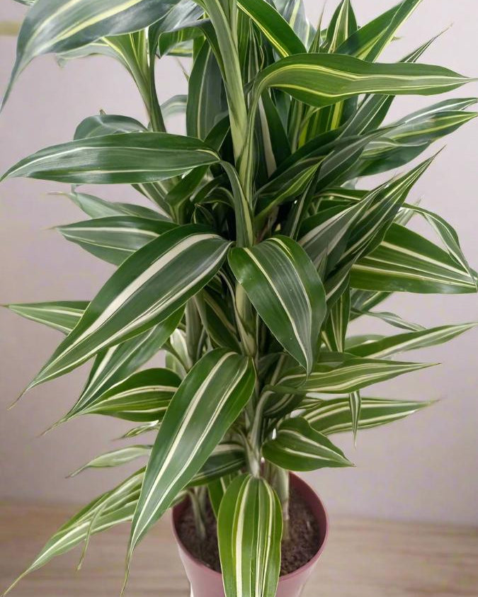 Song of Jamaica (Dracaena reflexa) | 30–40 cm - Acacia Garden Center