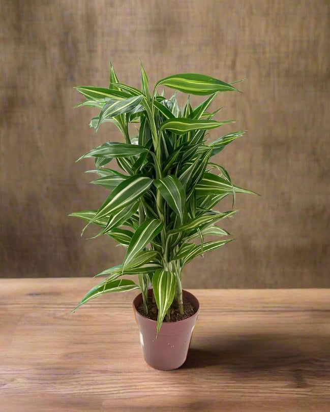 Song of Jamaica (Dracaena reflexa) | 30–40 cm - Acacia Garden Center
