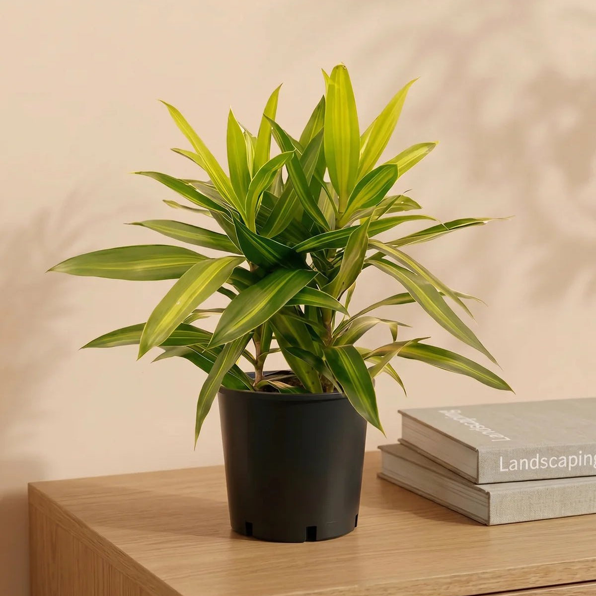 dracaena reflexa song of jamaica Buy Dracaena Reflexa (Song of jamaica) 25 - 30 cm