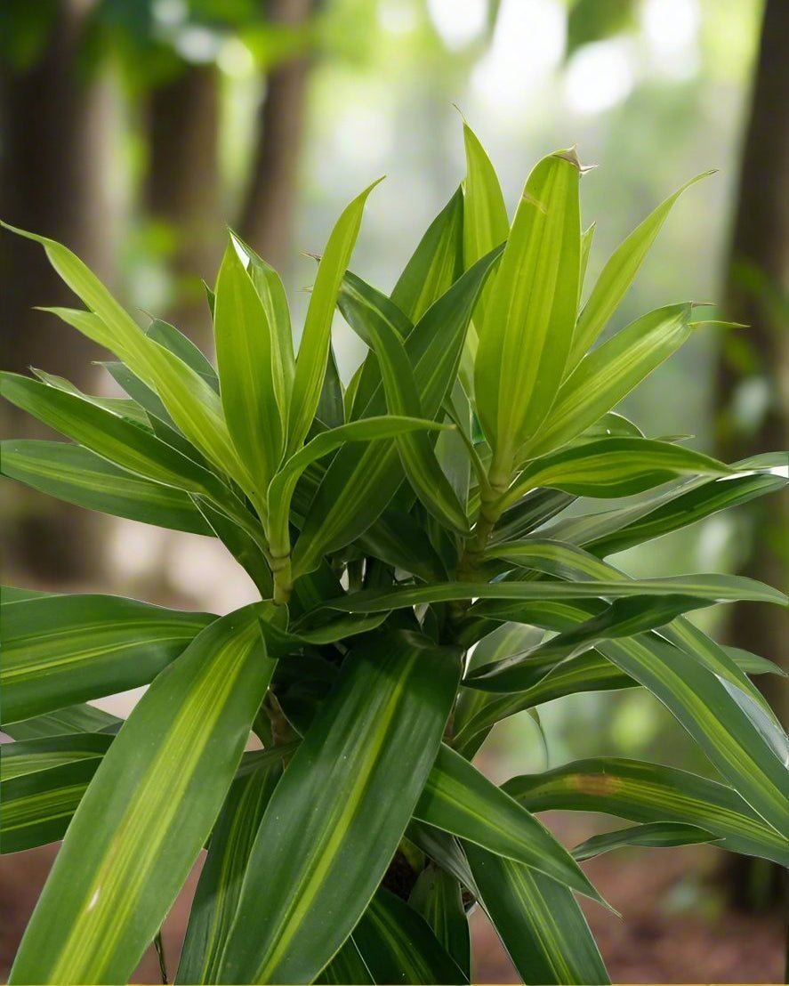 Song of Jamaica (Dracaena Reflexa) | Potted, 25–30 cm - Acacia Garden Center