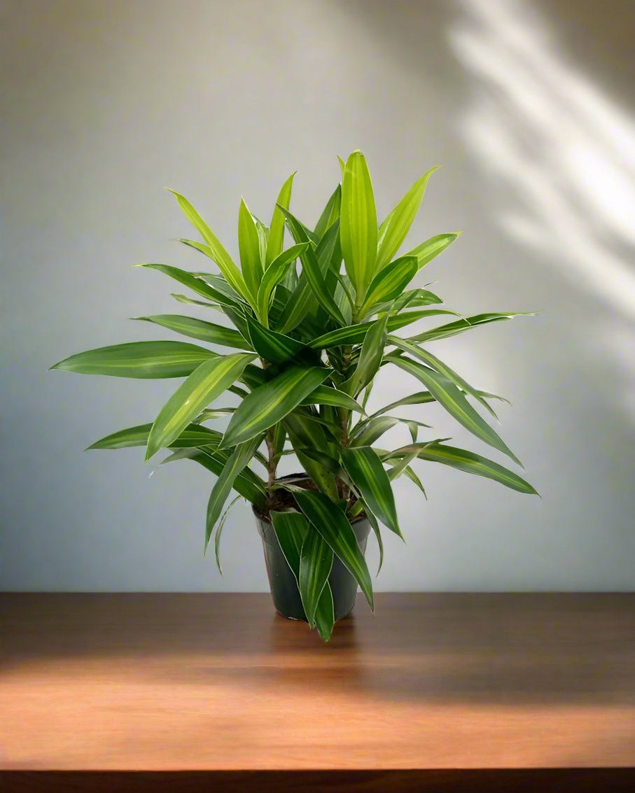 Song of Jamaica (Dracaena Reflexa) | Potted, 25–30 cm - Acacia Garden Center