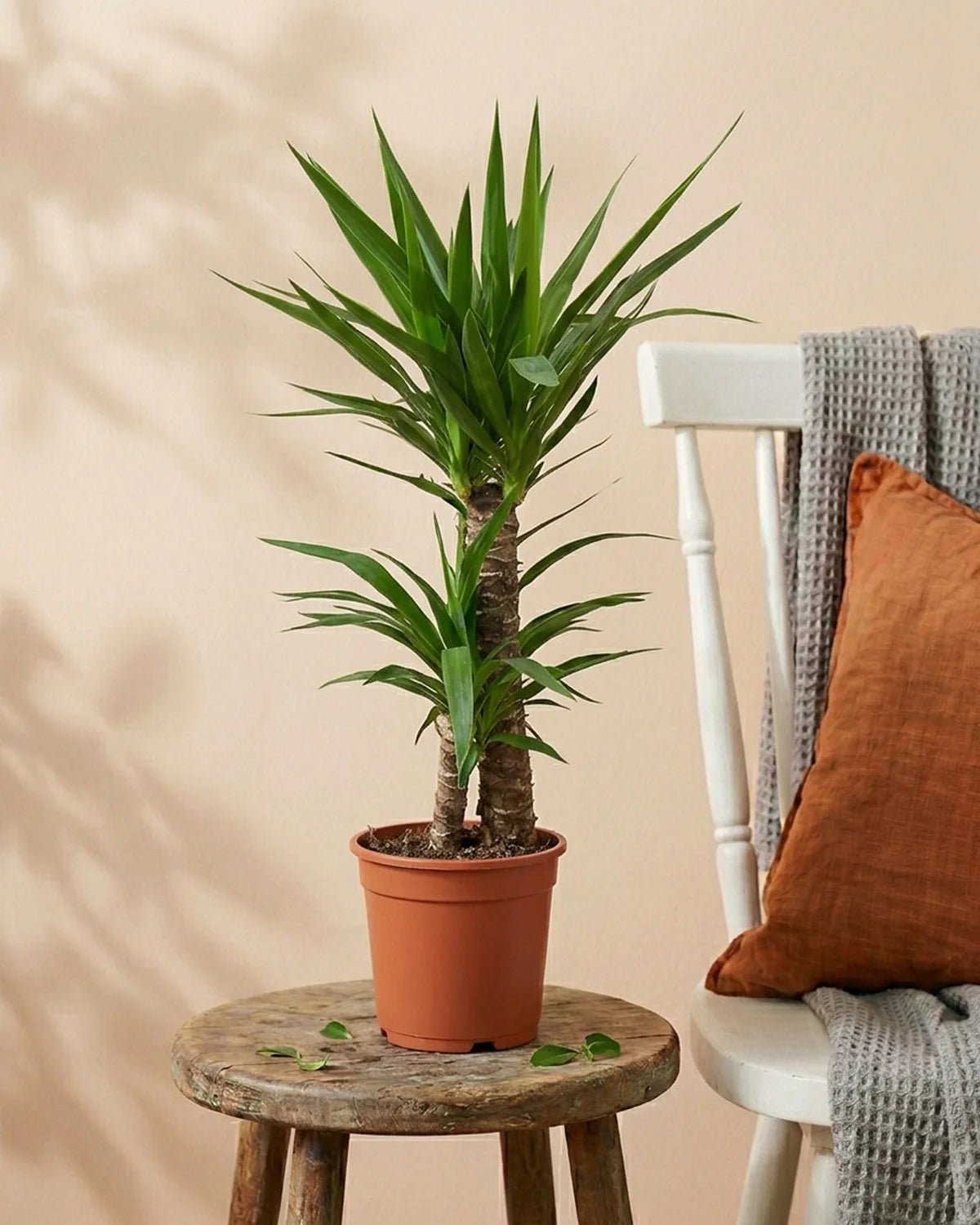 Spanish Bayonet (Yucca aloifolia) | 40–70 cm - Acacia Garden Center